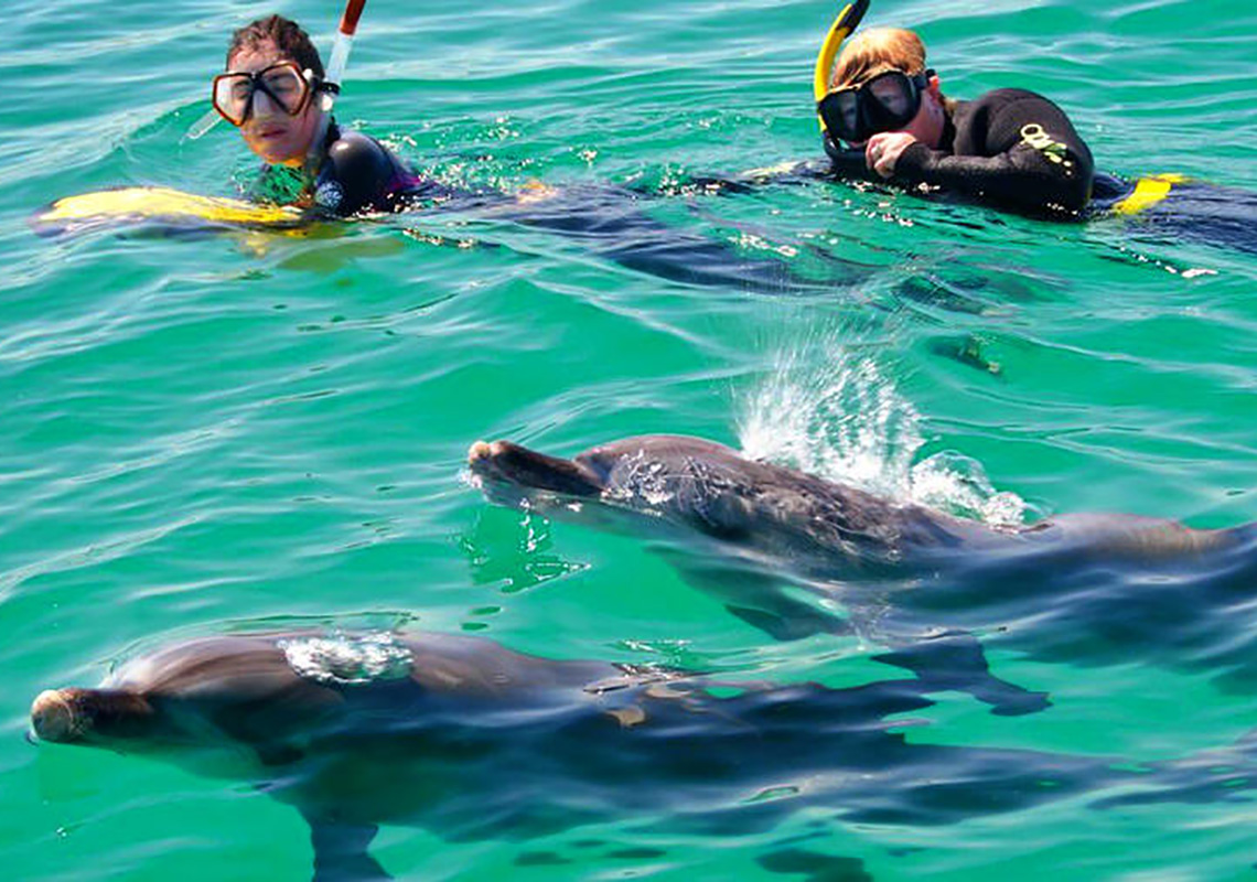 Swimming with Dolphins Best things to do in Western Australia NRMA Blue Member Discount