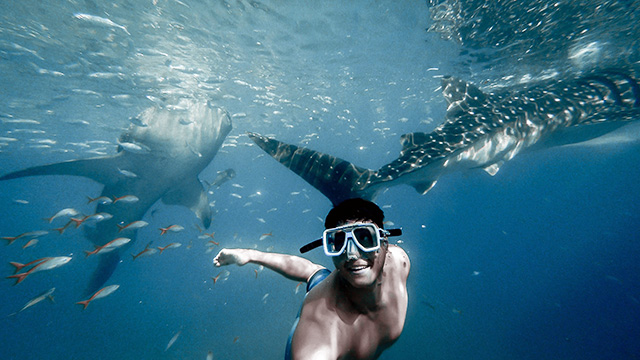 Swimming with Whale Sharks Best things to do in Western Australia NRMA Blue Member Discount