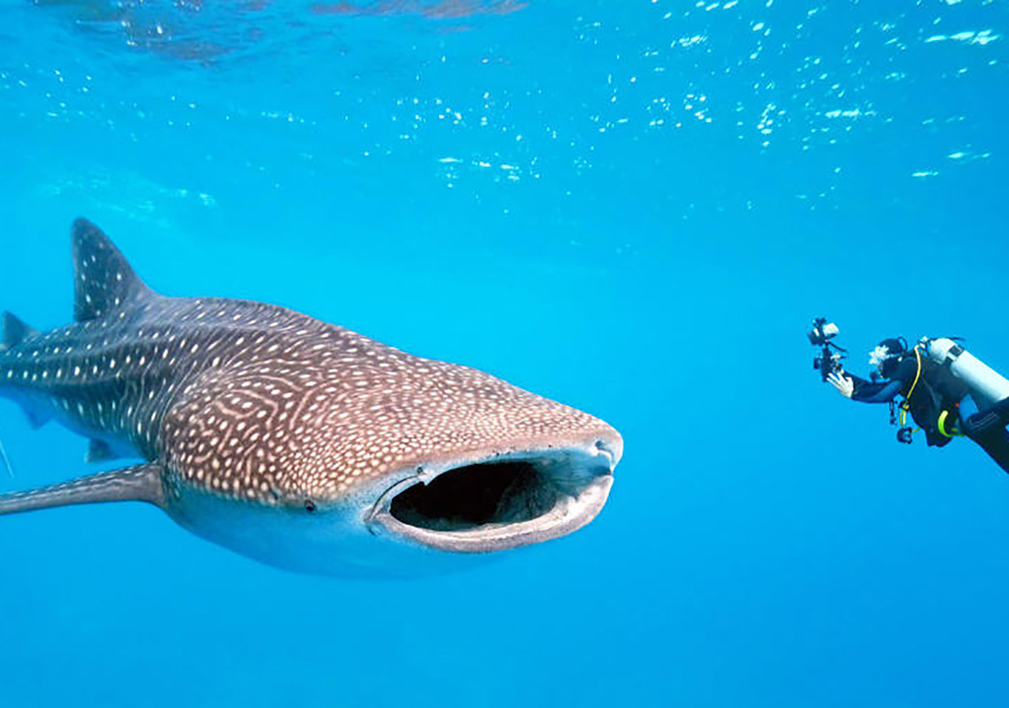 Swimming with Whale Sharks NRMA Blue Member Discount