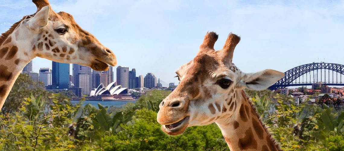 Taronga Zoo Taronga Zoo