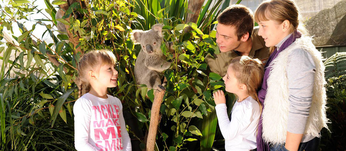 Breakfast with Koalas