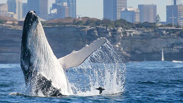 Whale Watching Sydney NRMA Blue Member Discount my nrma app