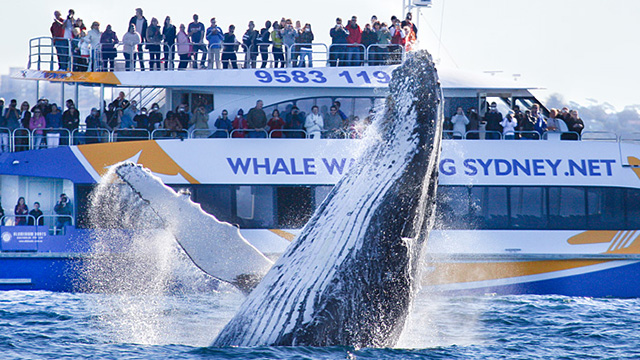 whale watching sydney
