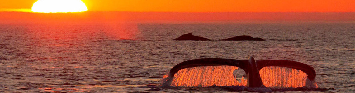 Whale Watching Exmouth Best things to do Western Australia My NRMA member discount