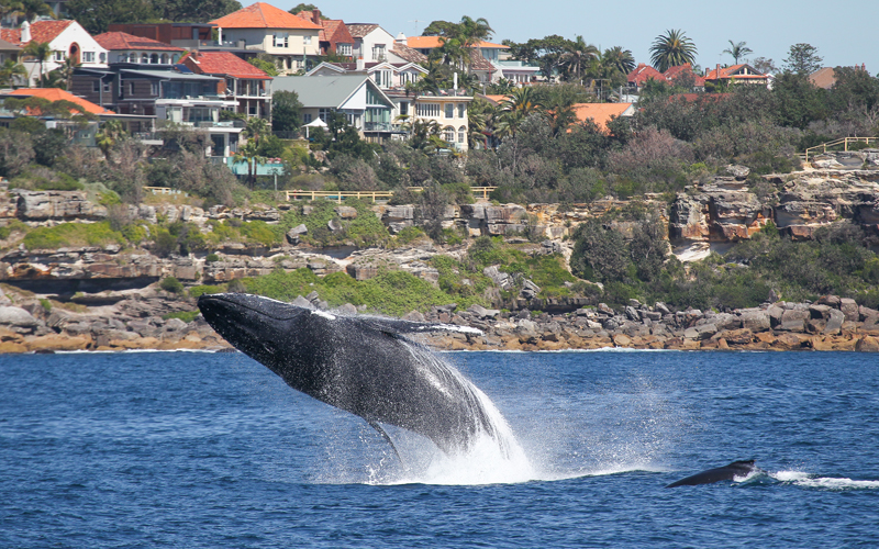 Whale Watching Sydney | Mothers and Calves | My Fast Ferry | The NRMA