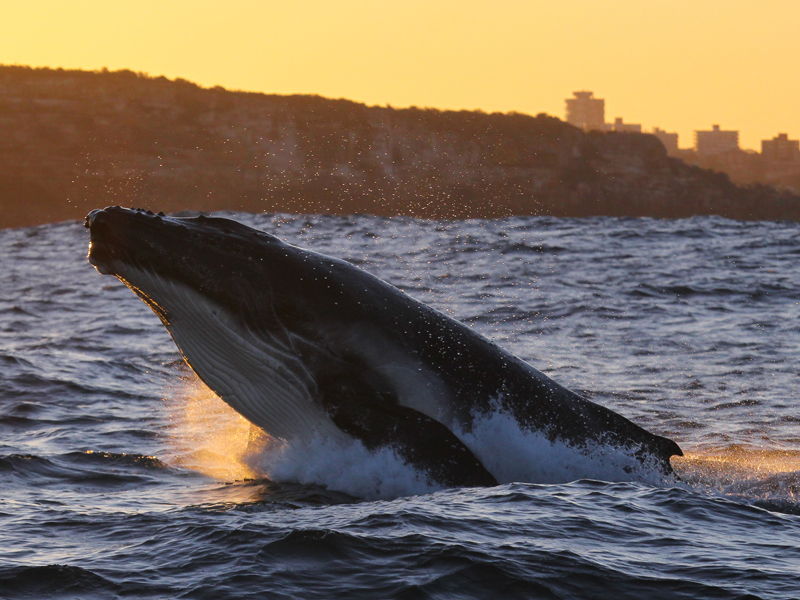 Whale Watching Sydney - My Fast Ferry