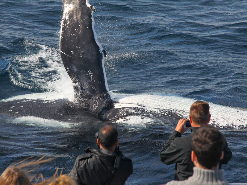 Whale Watching Sydney | My Fast Ferry