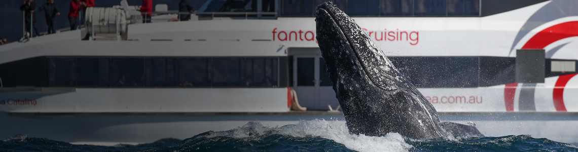 Whale Watching Sydney | Member benefits | The NRMA