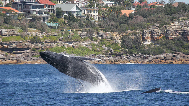Whale Watching Sydney | Muggings | My Fast Ferry | Membership Benefits
