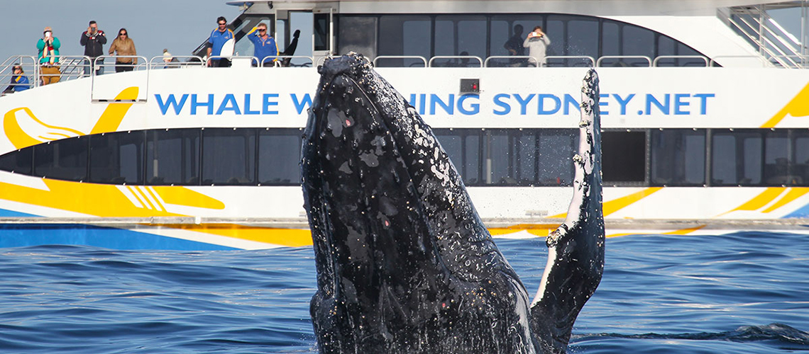 Whale Watching Sydney NRMA Fast Ferry