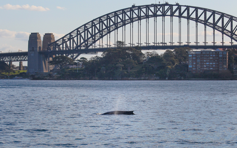 Whales in Sydney Harbour