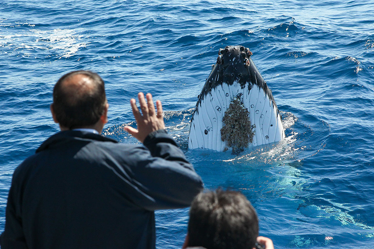 Whale watching sydney NRMA