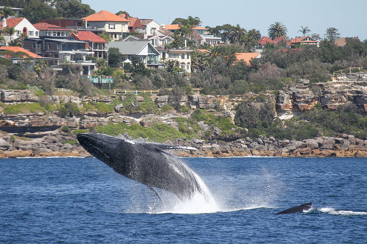 Whale watching sydney NRMA