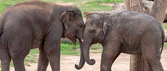 Taronga Western Plains Zoo Dubbo