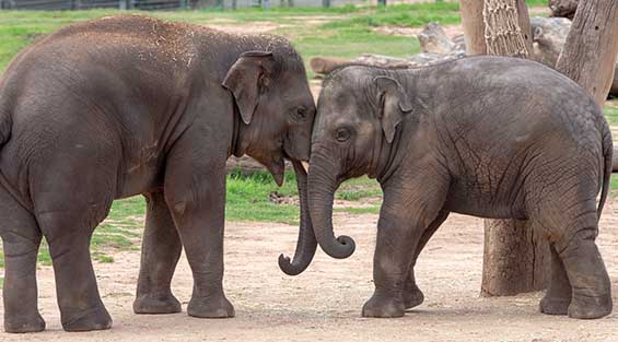 Taronga Western Plains Zoo Dubbo