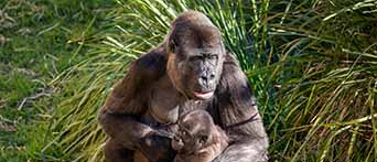Mogo Wildlife Park
