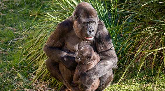 Mogo Wildlife Park
