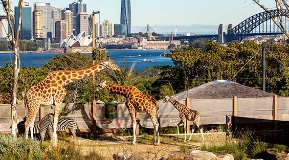 Taronga Zoo Sydney