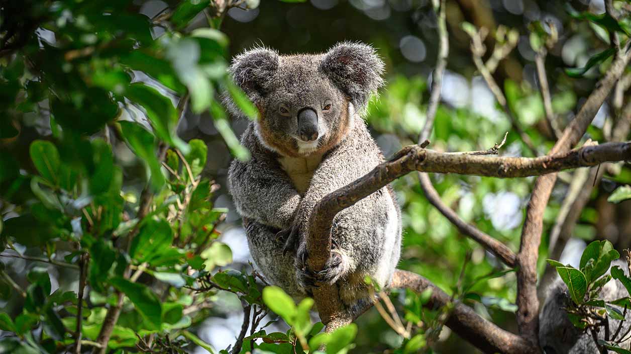 Zoos and Wildlife