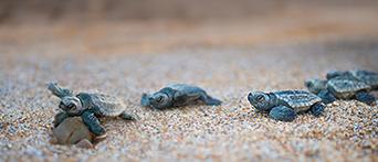 Turtle hatchlings on beach at Turtle Sands, QLD