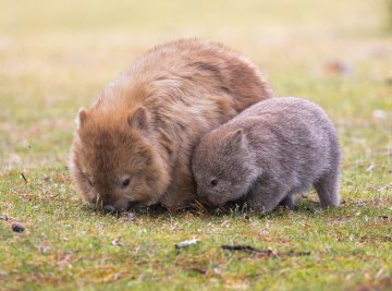 Wombats in Tasmania, Coral Expeditions