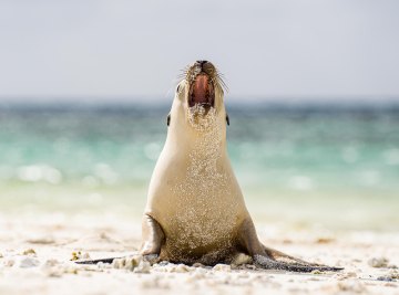 Seal on sand in Western Australia