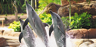 Dolphins at Sea World