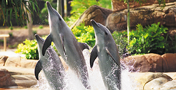 Sea World dolphins jumping