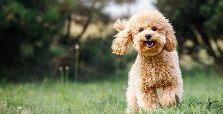 Pet-friendly accommodation Budgewoi