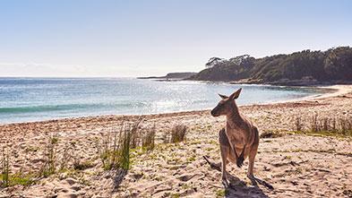 Kangaroo on beach at Murramarang