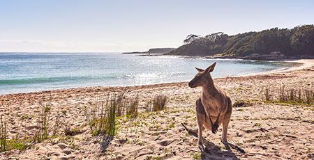Kangaroo on beach at Murramarang Beachfront Holiday Resort