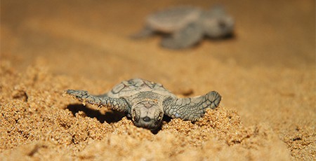 Turtle hatchlings on beach
