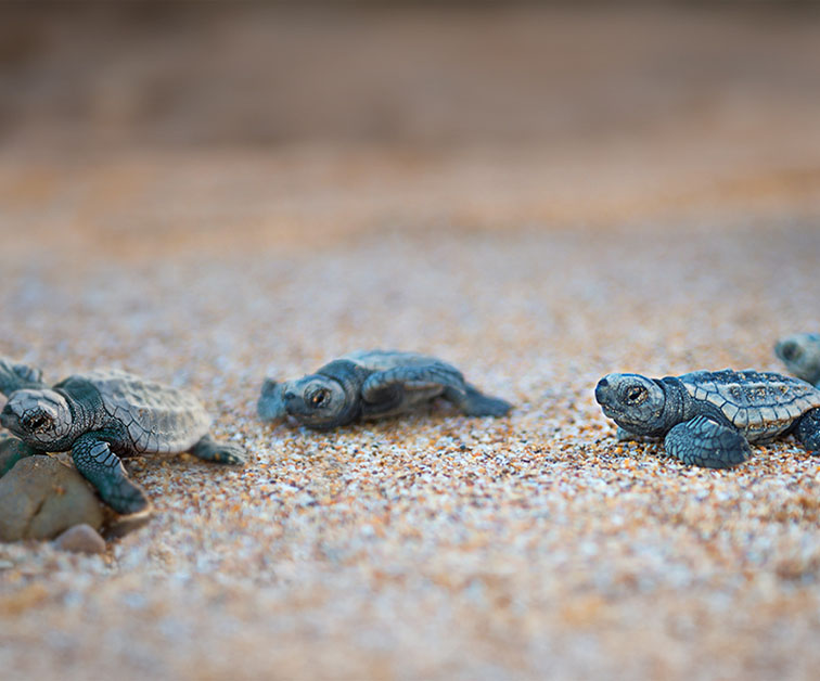 Turtle Sands Mon Repos QLD NRMA Travel turtle-sands-mon-repos-qld-nrma-travel