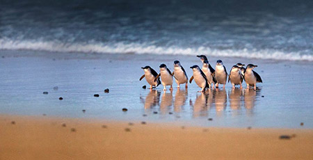 Penguin parade, Phillip Island