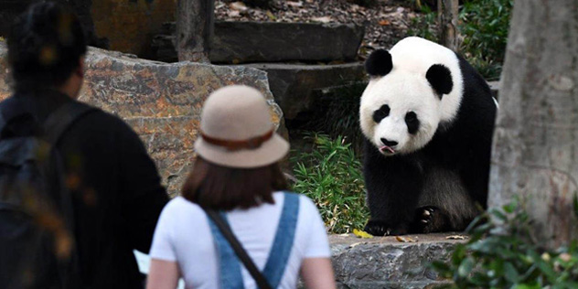 Zoo patrons looking at a panda