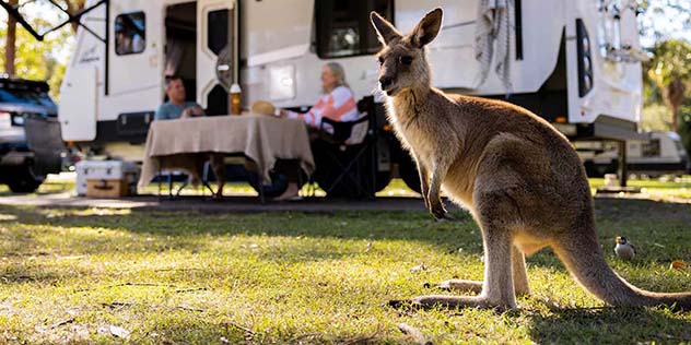 a kangaroo in front of a campervan