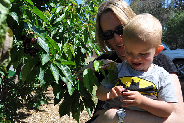 Picking cherries near Yass in NSW