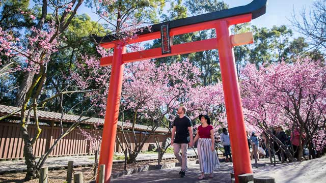 A couple walk under a Japanese gate at Auburn Gardens in cherry blossom season