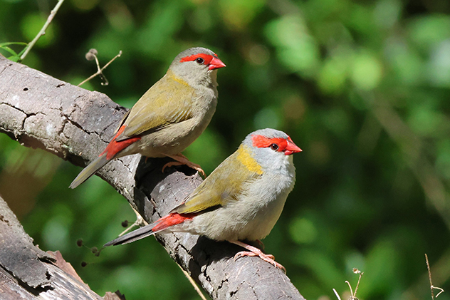 Redbrowed firetail