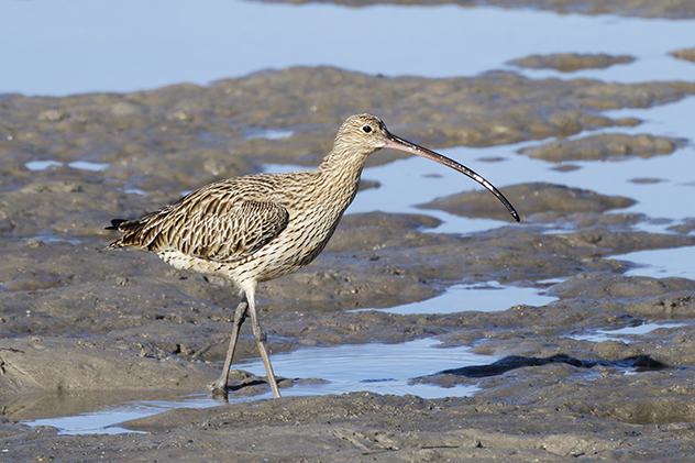 Far Eastern curlew