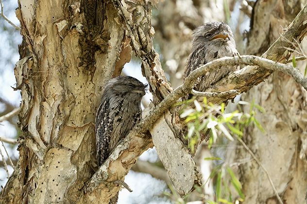 Tawny Frogmouth