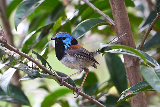 Variegated Fairy Wren