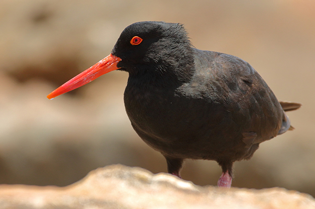 Sooty oystercatcher