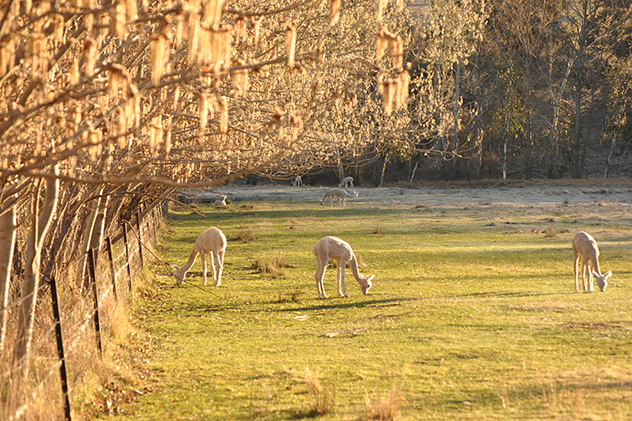 Alpacas at Glenhope Farmstay in Armidale