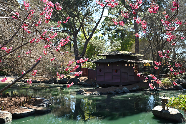 Blossoms at Auburn Botanic Garden