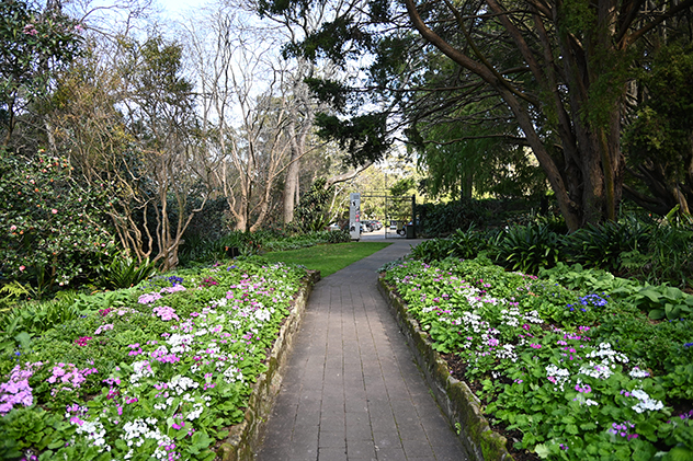 Spring blooms at Camellia Gardens