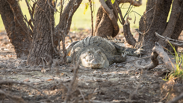 A crocodile