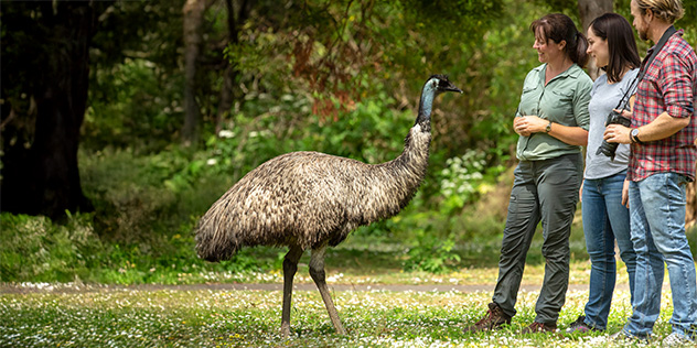 An emu