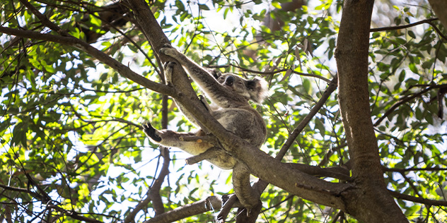 A koala in a tree