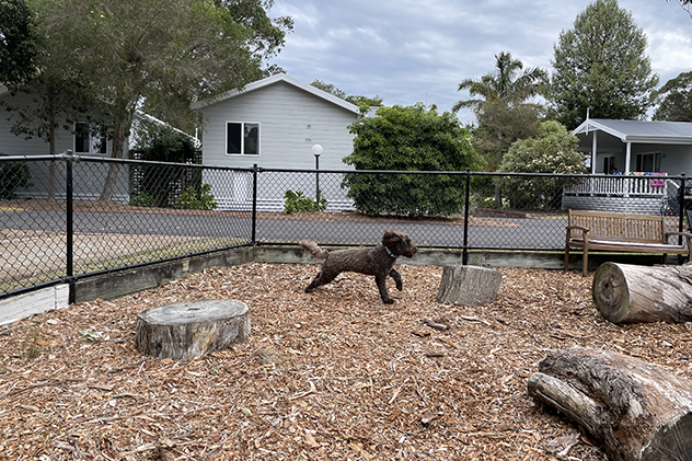 A dog running in an off leash park
